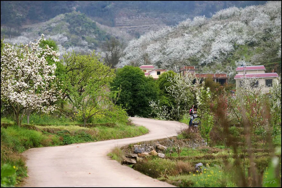 【春天,广西桂林灌阳县向您发出邀请!】我们在灌阳看梨花 - 游山玩水 - 辽阳生活社区 - 辽阳28生活网 liaoyang.28life.com
