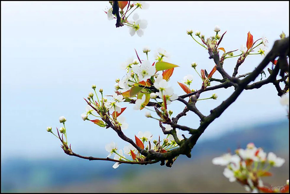 【春天,广西桂林灌阳县向您发出邀请!】我们在灌阳看梨花 - 游山玩水 - 辽阳生活社区 - 辽阳28生活网 liaoyang.28life.com