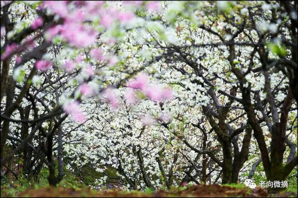 【春天,广西桂林灌阳县向您发出邀请!】我们在灌阳看梨花 - 游山玩水 - 辽阳生活社区 - 辽阳28生活网 liaoyang.28life.com