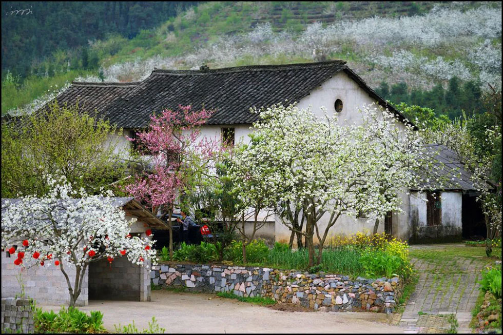 【春天,广西桂林灌阳县向您发出邀请!】我们在灌阳看梨花 - 游山玩水 - 辽阳生活社区 - 辽阳28生活网 liaoyang.28life.com