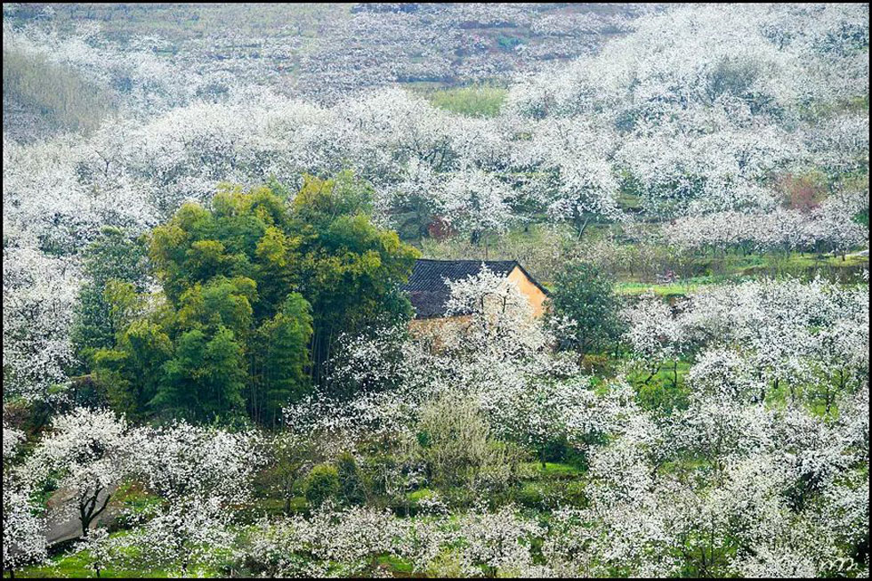 【春天,广西桂林灌阳县向您发出邀请!】我们在灌阳看梨花 - 游山玩水 - 辽阳生活社区 - 辽阳28生活网 liaoyang.28life.com