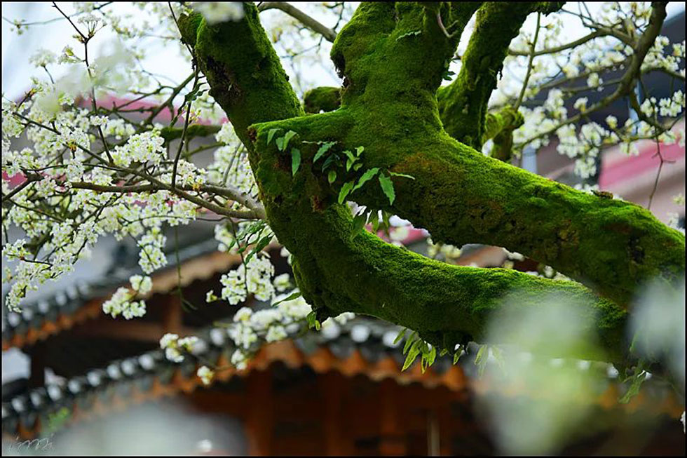 【春天,广西桂林灌阳县向您发出邀请!】我们在灌阳看梨花 - 游山玩水 - 辽阳生活社区 - 辽阳28生活网 liaoyang.28life.com