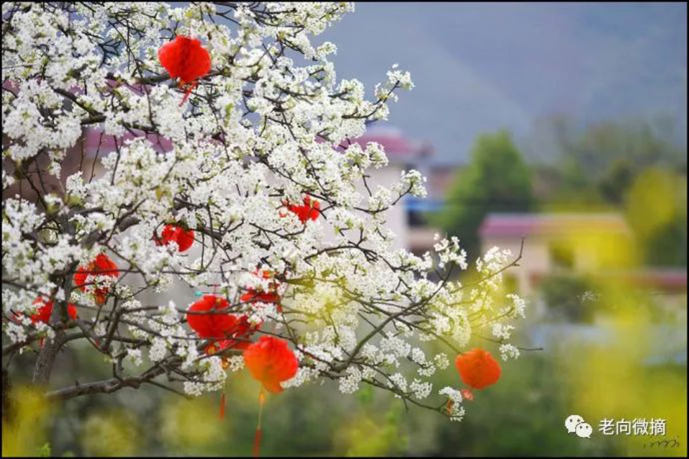 【春天,广西桂林灌阳县向您发出邀请!】我们在灌阳看梨花 - 游山玩水 - 辽阳生活社区 - 辽阳28生活网 liaoyang.28life.com