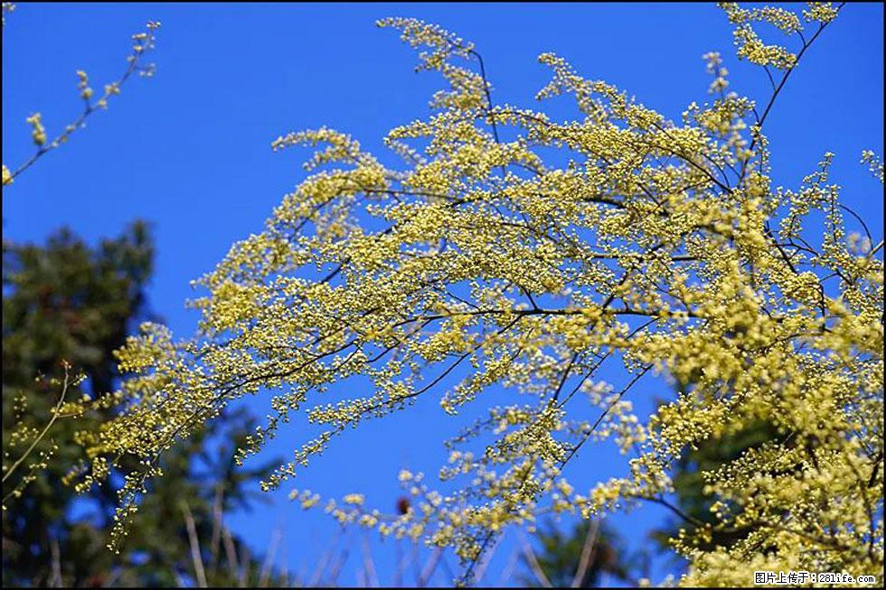 【春天,广西桂林灌阳县向您发出邀请!】米珠山前有片山苍子花在飘香 - 游山玩水 - 辽阳生活社区 - 辽阳28生活网 liaoyang.28life.com