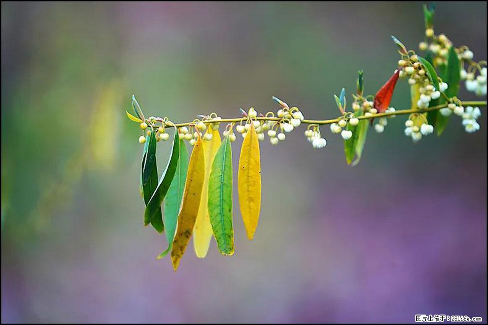 【春天,广西桂林灌阳县向您发出邀请!】米珠山前有片山苍子花在飘香 - 游山玩水 - 辽阳生活社区 - 辽阳28生活网 liaoyang.28life.com