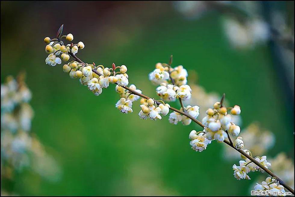 【春天,广西桂林灌阳县向您发出邀请!】米珠山前有片山苍子花在飘香 - 游山玩水 - 辽阳生活社区 - 辽阳28生活网 liaoyang.28life.com