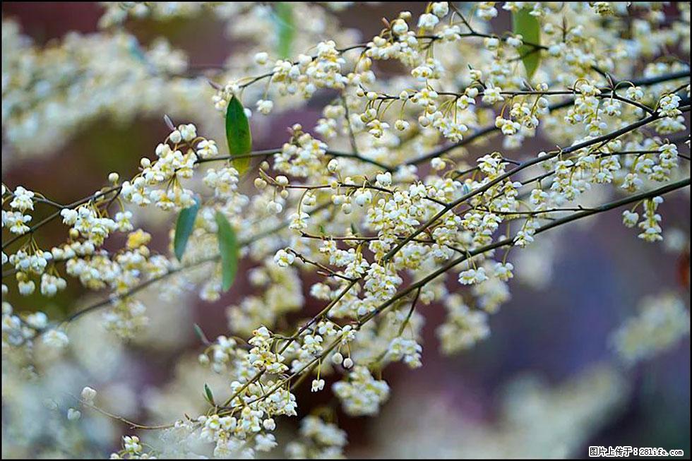 【春天,广西桂林灌阳县向您发出邀请!】米珠山前有片山苍子花在飘香 - 游山玩水 - 辽阳生活社区 - 辽阳28生活网 liaoyang.28life.com
