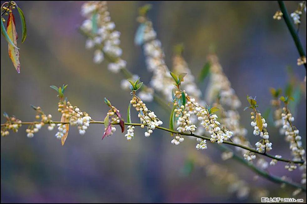 【春天,广西桂林灌阳县向您发出邀请!】米珠山前有片山苍子花在飘香 - 游山玩水 - 辽阳生活社区 - 辽阳28生活网 liaoyang.28life.com