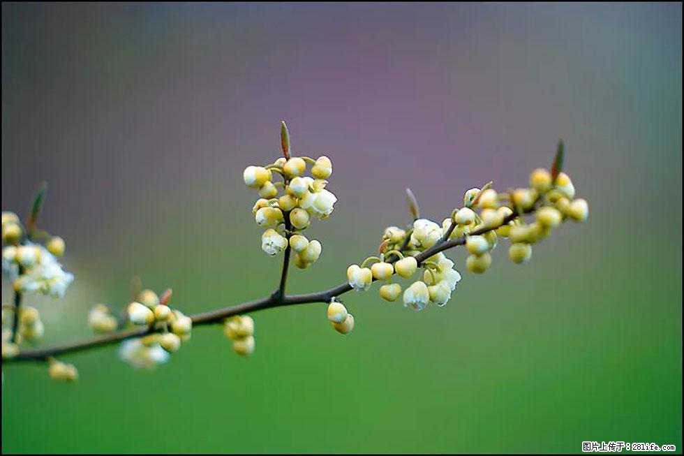 【春天,广西桂林灌阳县向您发出邀请!】米珠山前有片山苍子花在飘香 - 游山玩水 - 辽阳生活社区 - 辽阳28生活网 liaoyang.28life.com