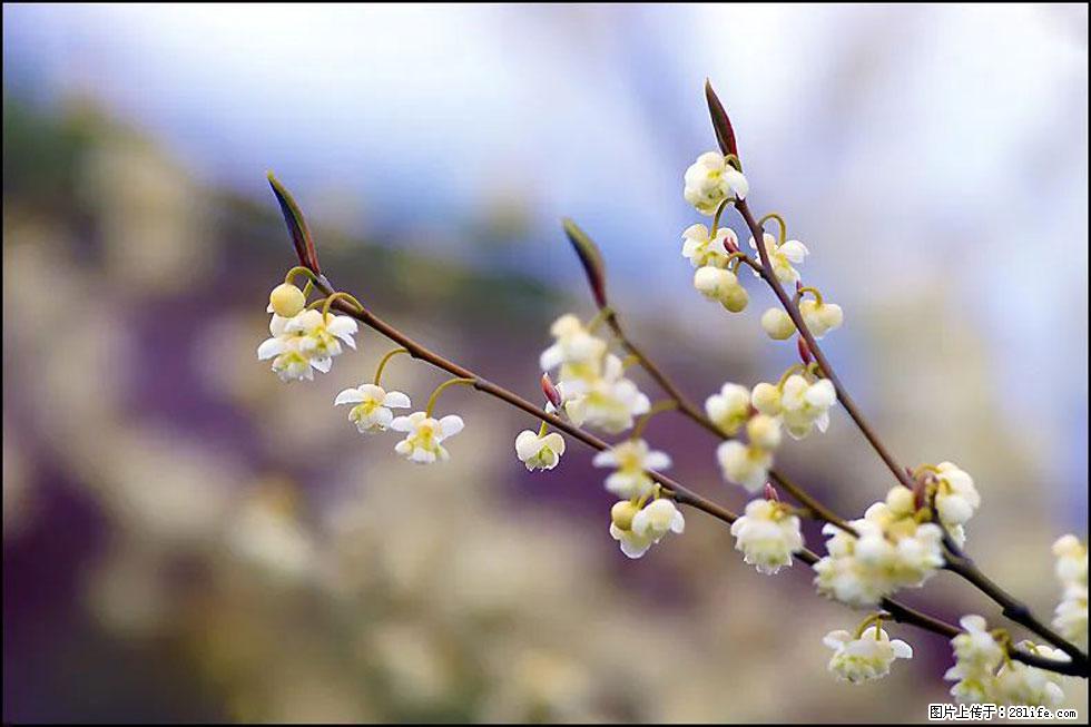 【春天,广西桂林灌阳县向您发出邀请!】米珠山前有片山苍子花在飘香 - 游山玩水 - 辽阳生活社区 - 辽阳28生活网 liaoyang.28life.com