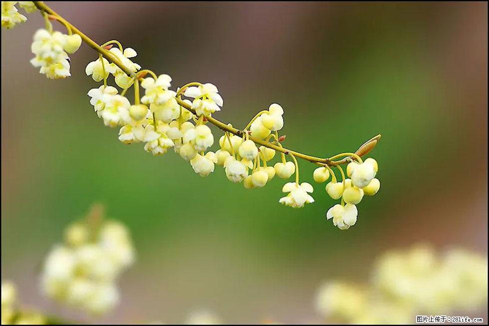 【春天,广西桂林灌阳县向您发出邀请!】米珠山前有片山苍子花在飘香 - 游山玩水 - 辽阳生活社区 - 辽阳28生活网 liaoyang.28life.com