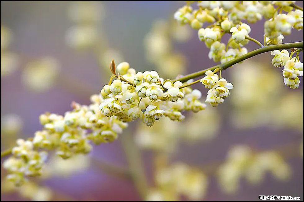 【春天,广西桂林灌阳县向您发出邀请!】米珠山前有片山苍子花在飘香 - 游山玩水 - 辽阳生活社区 - 辽阳28生活网 liaoyang.28life.com