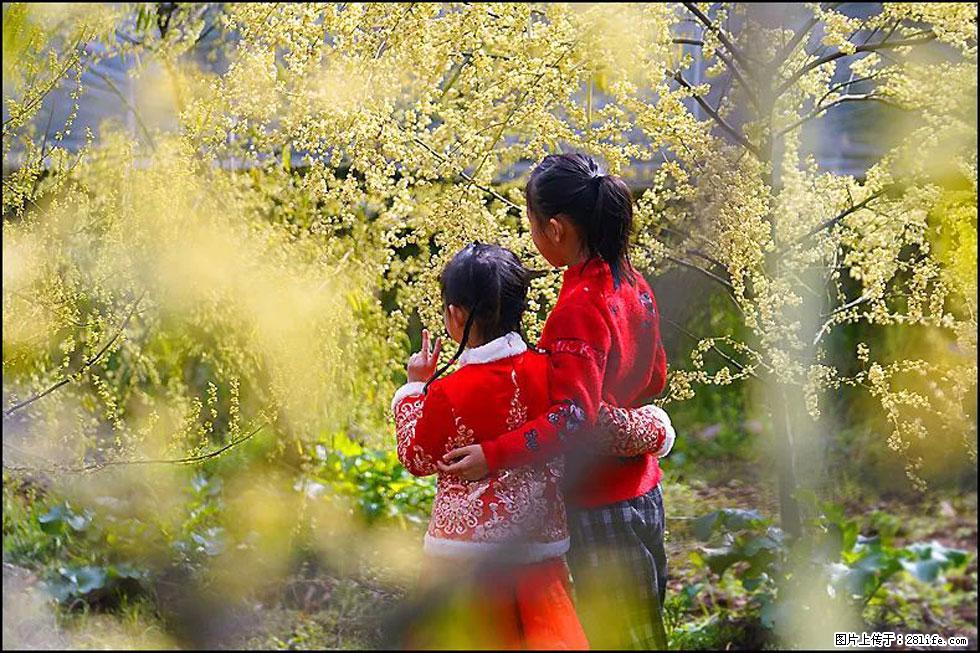 【春天,广西桂林灌阳县向您发出邀请!】米珠山前有片山苍子花在飘香 - 游山玩水 - 辽阳生活社区 - 辽阳28生活网 liaoyang.28life.com