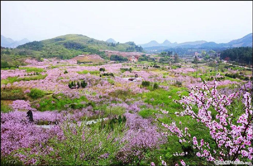 【春天,广西桂林灌阳县向您发出邀请!】官庄村有个醉美的桃花园 - 游山玩水 - 辽阳生活社区 - 辽阳28生活网 liaoyang.28life.com
