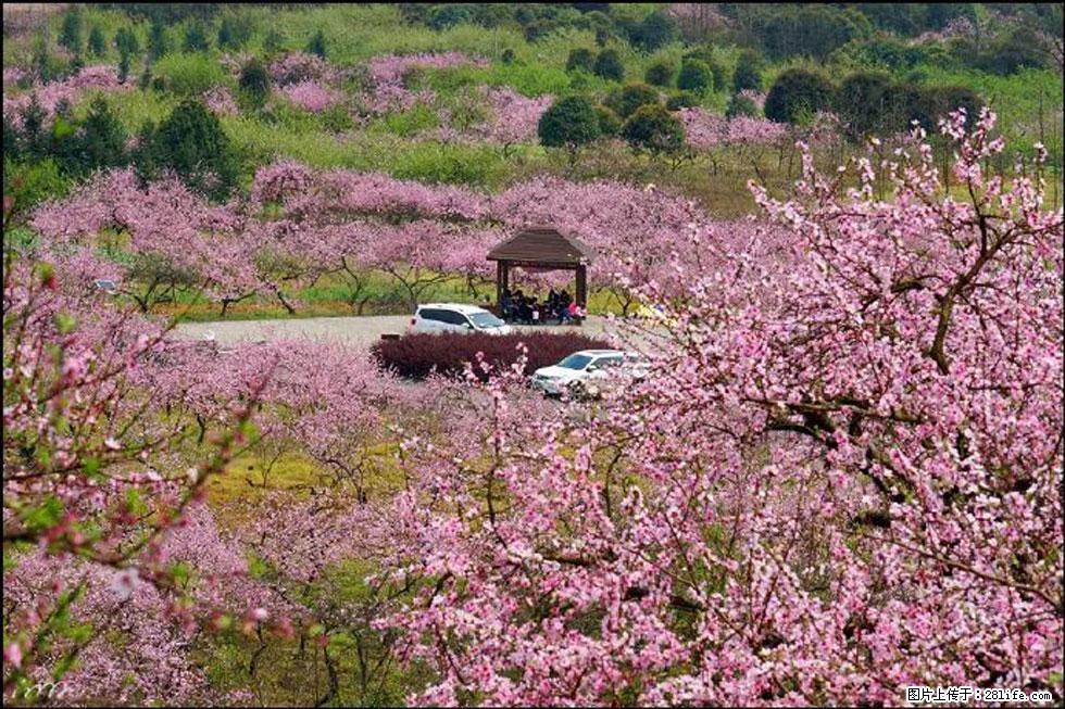 【春天,广西桂林灌阳县向您发出邀请!】官庄村有个醉美的桃花园 - 游山玩水 - 辽阳生活社区 - 辽阳28生活网 liaoyang.28life.com
