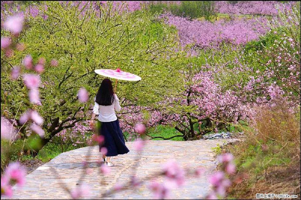【春天,广西桂林灌阳县向您发出邀请!】官庄村有个醉美的桃花园 - 游山玩水 - 辽阳生活社区 - 辽阳28生活网 liaoyang.28life.com