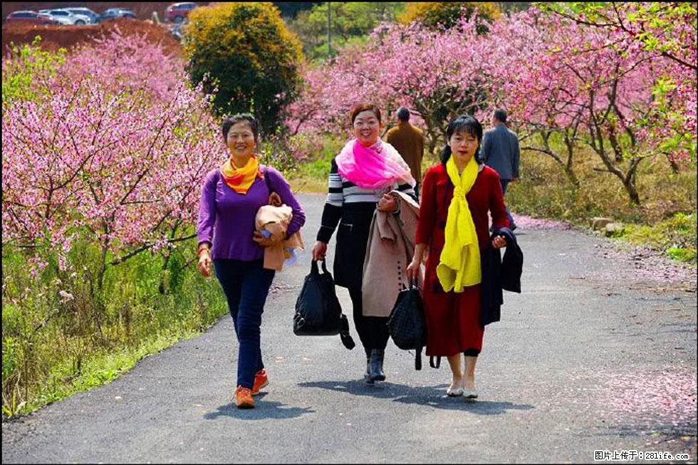 【春天,广西桂林灌阳县向您发出邀请!】官庄村有个醉美的桃花园 - 游山玩水 - 辽阳生活社区 - 辽阳28生活网 liaoyang.28life.com