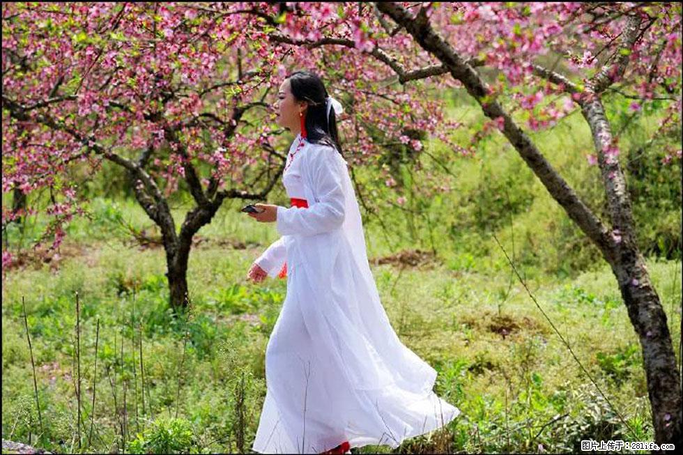 【春天,广西桂林灌阳县向您发出邀请!】官庄村有个醉美的桃花园 - 游山玩水 - 辽阳生活社区 - 辽阳28生活网 liaoyang.28life.com