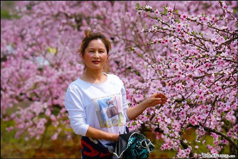 【春天,广西桂林灌阳县向您发出邀请!】官庄村有个醉美的桃花园 - 游山玩水 - 辽阳生活社区 - 辽阳28生活网 liaoyang.28life.com