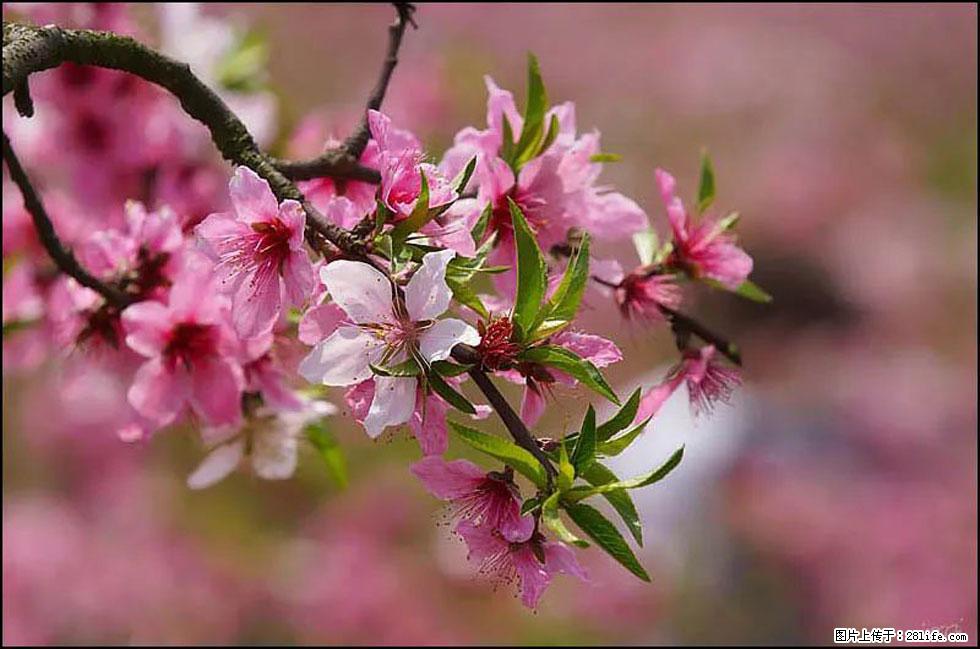 【春天,广西桂林灌阳县向您发出邀请!】官庄村有个醉美的桃花园 - 游山玩水 - 辽阳生活社区 - 辽阳28生活网 liaoyang.28life.com