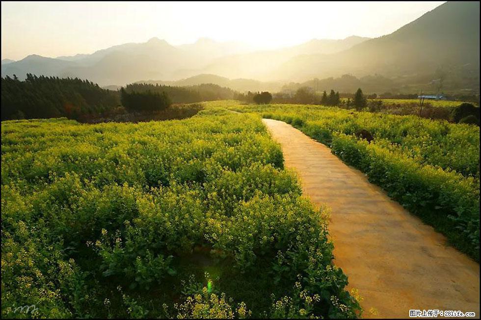 【春天,广西桂林灌阳县向您发出邀请!】长坪村油菜盛情花开 - 游山玩水 - 辽阳生活社区 - 辽阳28生活网 liaoyang.28life.com