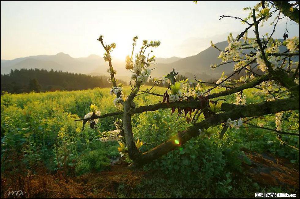 【春天,广西桂林灌阳县向您发出邀请!】长坪村油菜盛情花开 - 游山玩水 - 辽阳生活社区 - 辽阳28生活网 liaoyang.28life.com