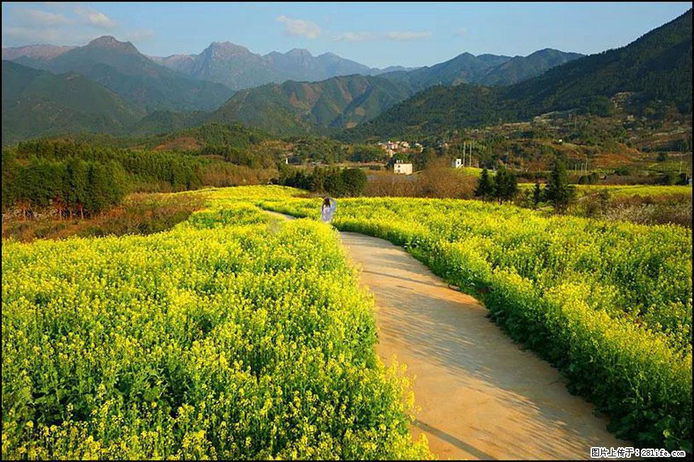 【春天,广西桂林灌阳县向您发出邀请!】长坪村油菜盛情花开 - 游山玩水 - 辽阳生活社区 - 辽阳28生活网 liaoyang.28life.com