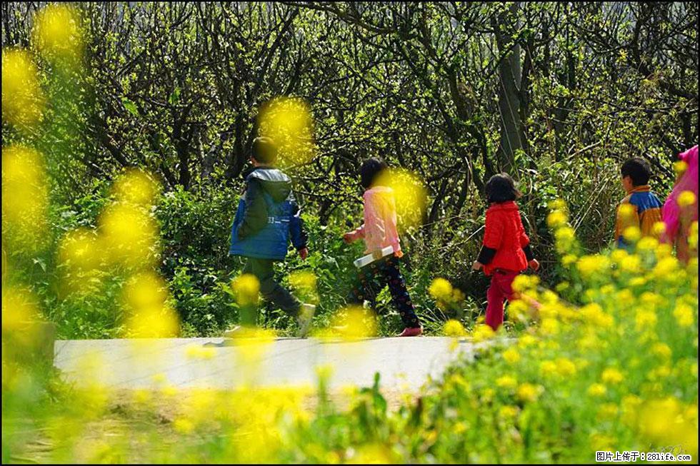【春天,广西桂林灌阳县向您发出邀请!】长坪村油菜盛情花开 - 游山玩水 - 辽阳生活社区 - 辽阳28生活网 liaoyang.28life.com
