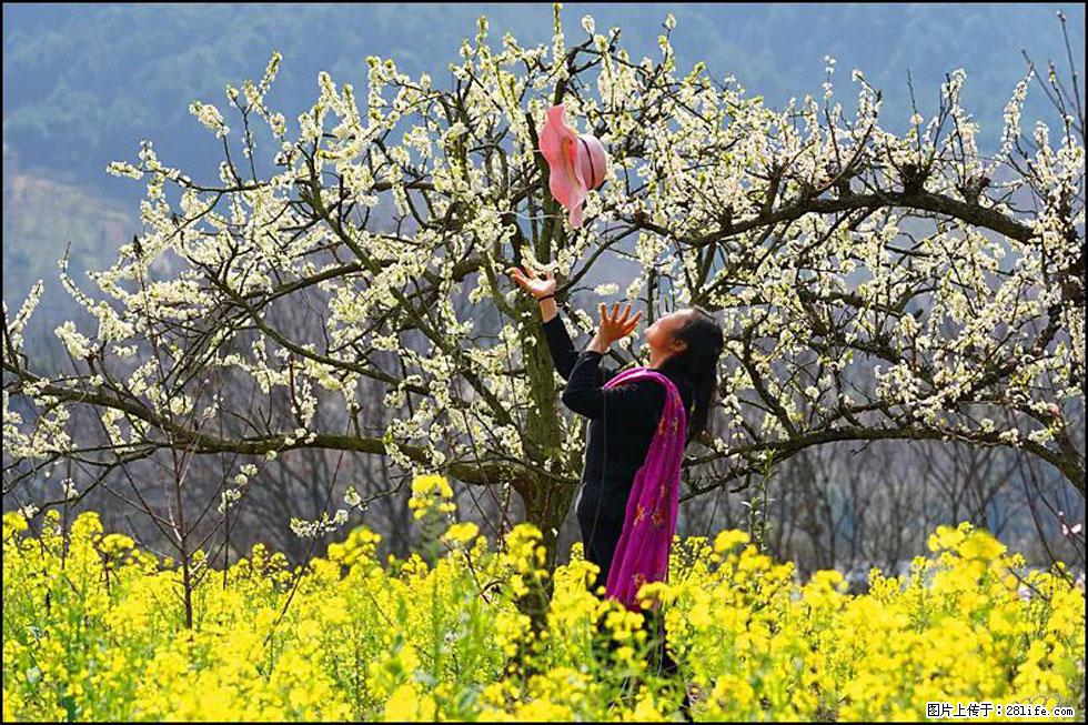 【春天,广西桂林灌阳县向您发出邀请!】长坪村油菜盛情花开 - 游山玩水 - 辽阳生活社区 - 辽阳28生活网 liaoyang.28life.com