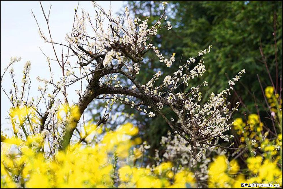 【春天,广西桂林灌阳县向您发出邀请!】长坪村油菜盛情花开 - 游山玩水 - 辽阳生活社区 - 辽阳28生活网 liaoyang.28life.com
