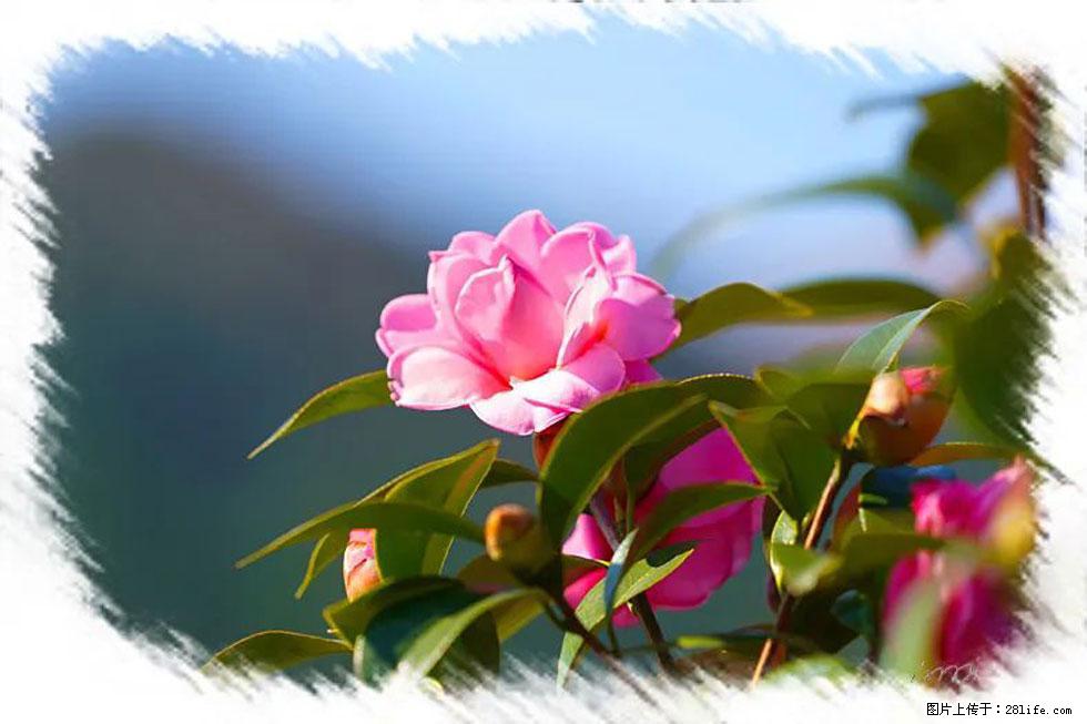 【春天,广西桂林灌阳县向您发出邀请!】杨柳井茶花惹人爱 - 游山玩水 - 辽阳生活社区 - 辽阳28生活网 liaoyang.28life.com