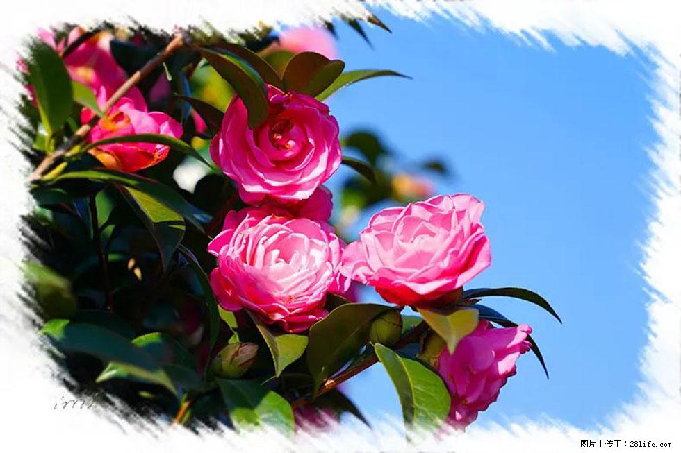 【春天,广西桂林灌阳县向您发出邀请!】杨柳井茶花惹人爱 - 游山玩水 - 辽阳生活社区 - 辽阳28生活网 liaoyang.28life.com