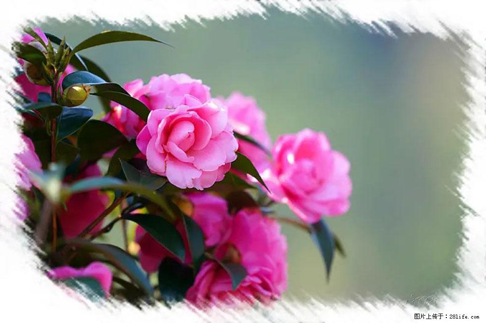 【春天,广西桂林灌阳县向您发出邀请!】杨柳井茶花惹人爱 - 游山玩水 - 辽阳生活社区 - 辽阳28生活网 liaoyang.28life.com