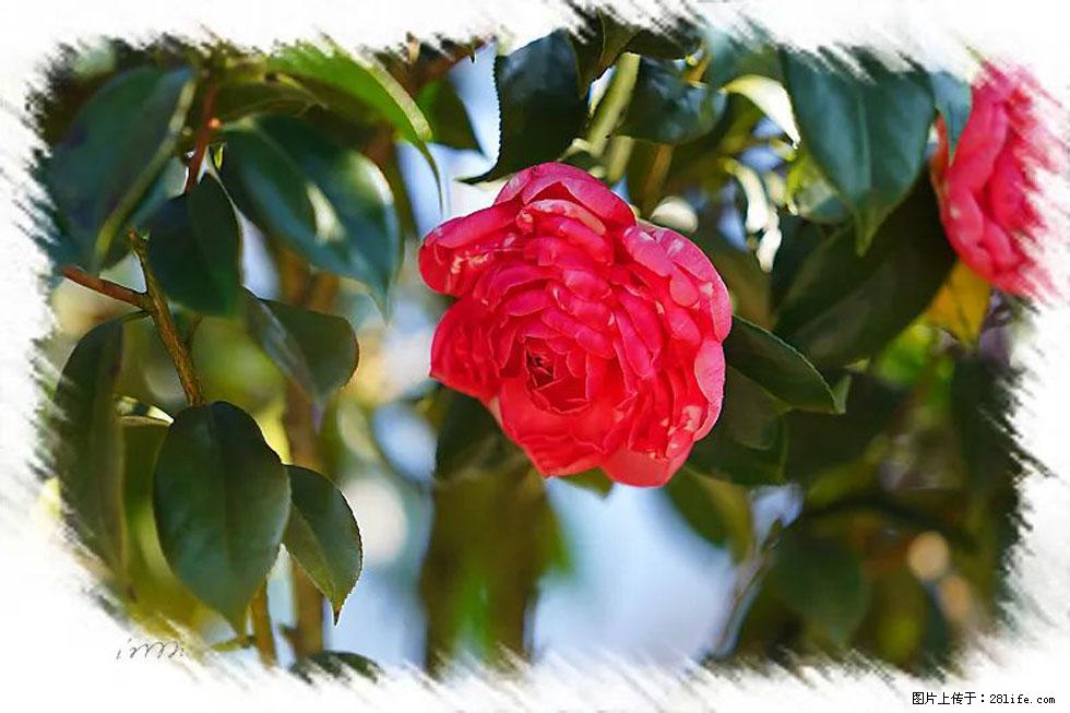 【春天,广西桂林灌阳县向您发出邀请!】杨柳井茶花惹人爱 - 游山玩水 - 辽阳生活社区 - 辽阳28生活网 liaoyang.28life.com