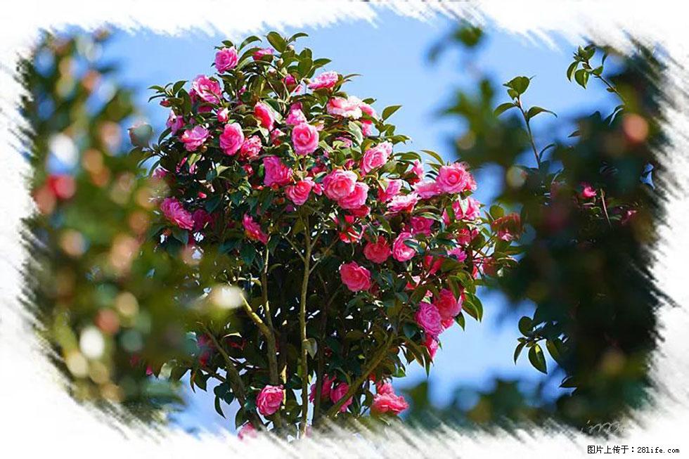 【春天,广西桂林灌阳县向您发出邀请!】杨柳井茶花惹人爱 - 游山玩水 - 辽阳生活社区 - 辽阳28生活网 liaoyang.28life.com