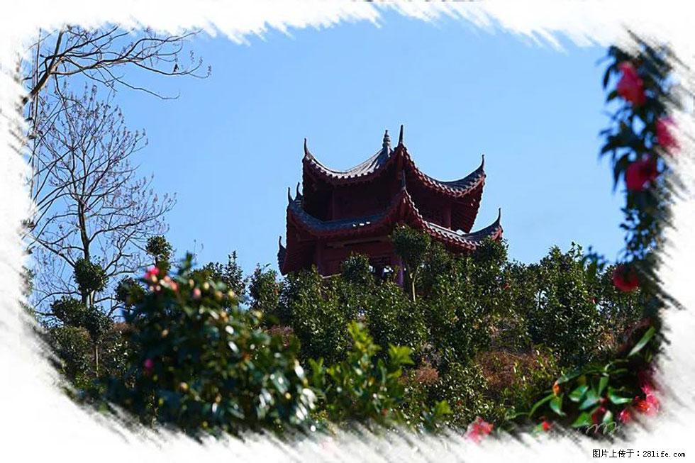 【春天,广西桂林灌阳县向您发出邀请!】杨柳井茶花惹人爱 - 游山玩水 - 辽阳生活社区 - 辽阳28生活网 liaoyang.28life.com