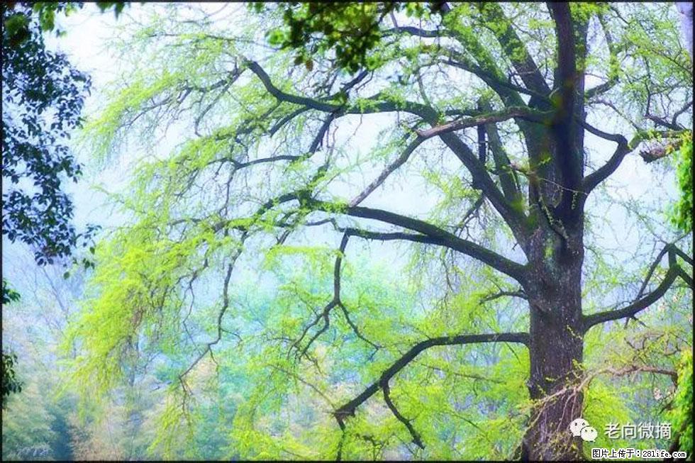 【春天,广西桂林灌阳县向您发出邀请!】在小龙村与春天约会 - 游山玩水 - 辽阳生活社区 - 辽阳28生活网 liaoyang.28life.com