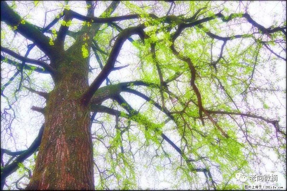 【春天,广西桂林灌阳县向您发出邀请!】在小龙村与春天约会 - 游山玩水 - 辽阳生活社区 - 辽阳28生活网 liaoyang.28life.com