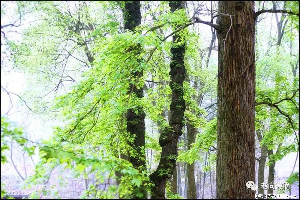 【春天,广西桂林灌阳县向您发出邀请!】在小龙村与春天约会 - 游山玩水 - 辽阳生活社区 - 辽阳28生活网 liaoyang.28life.com