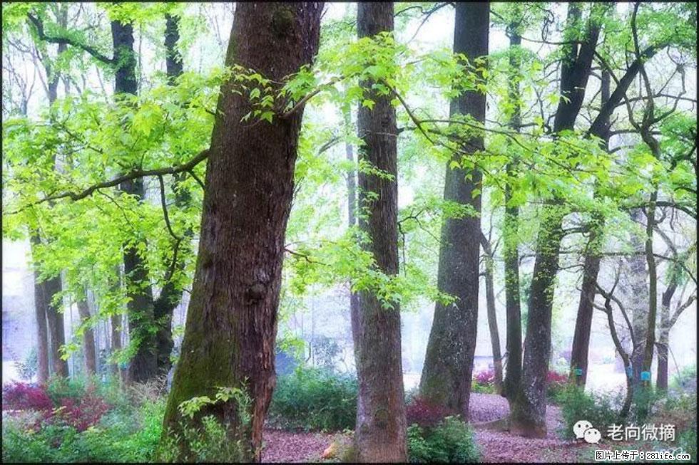 【春天,广西桂林灌阳县向您发出邀请!】在小龙村与春天约会 - 游山玩水 - 辽阳生活社区 - 辽阳28生活网 liaoyang.28life.com