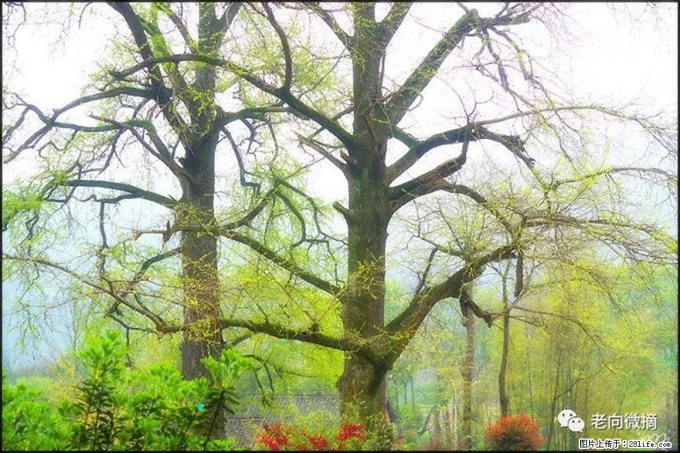 【春天,广西桂林灌阳县向您发出邀请!】在小龙村与春天约会 - 游山玩水 - 辽阳生活社区 - 辽阳28生活网 liaoyang.28life.com