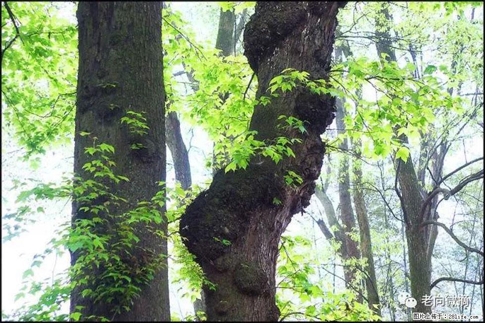 【春天,广西桂林灌阳县向您发出邀请!】在小龙村与春天约会 - 游山玩水 - 辽阳生活社区 - 辽阳28生活网 liaoyang.28life.com