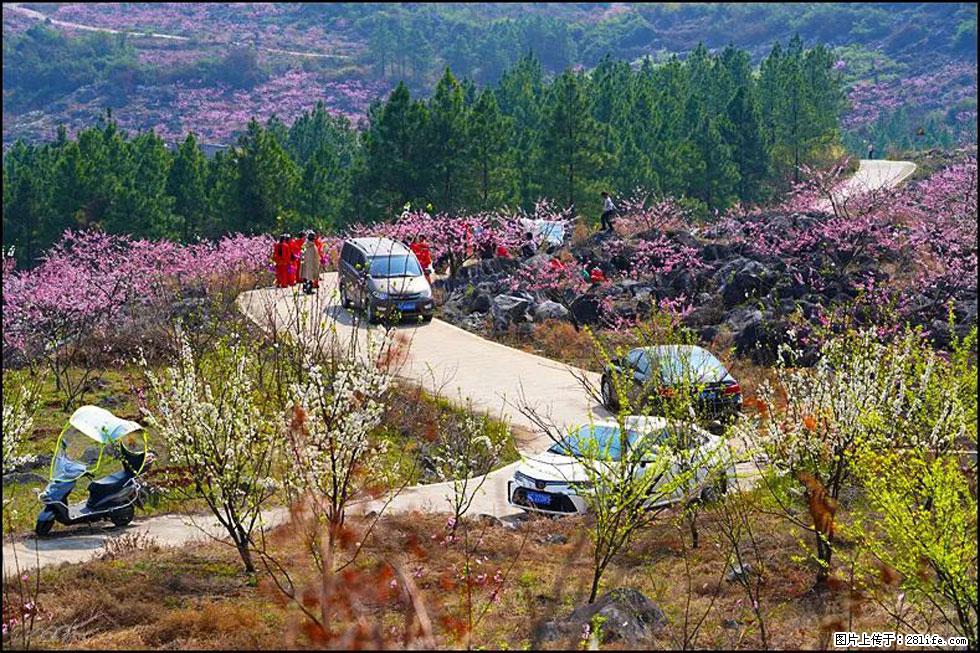 【春天,广西桂林灌阳县向您发出邀请!】望月岭上桃花开 - 游山玩水 - 辽阳生活社区 - 辽阳28生活网 liaoyang.28life.com