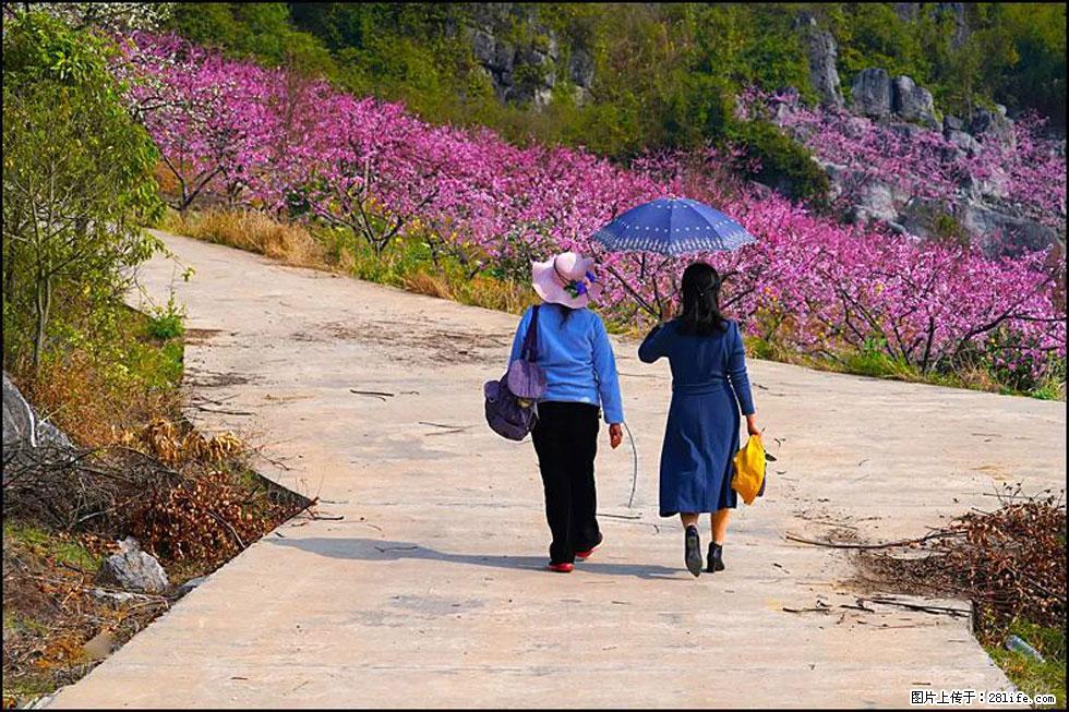 【春天,广西桂林灌阳县向您发出邀请!】望月岭上桃花开 - 游山玩水 - 辽阳生活社区 - 辽阳28生活网 liaoyang.28life.com