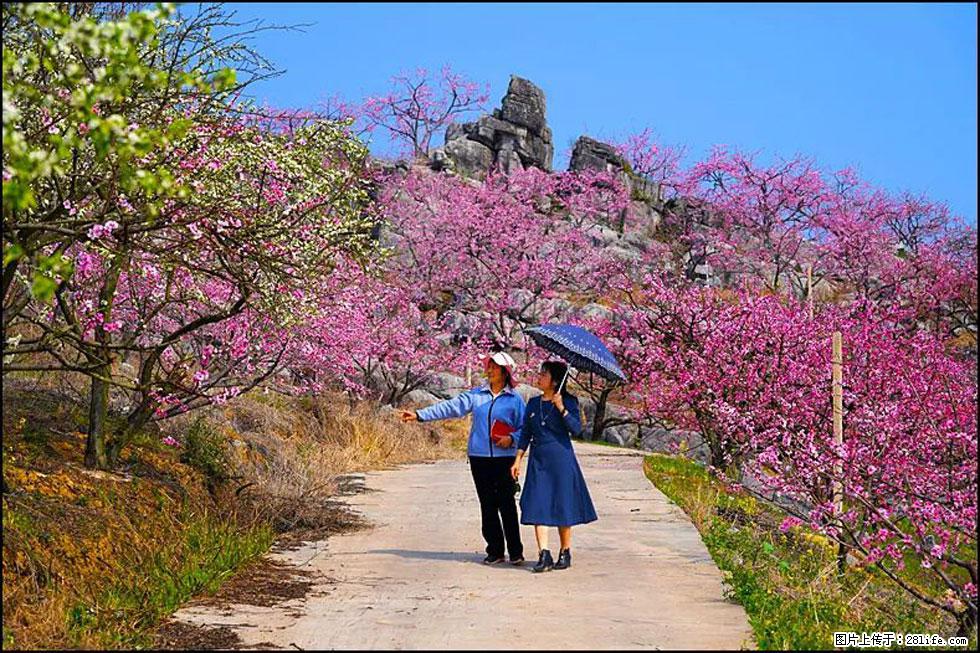 【春天,广西桂林灌阳县向您发出邀请!】望月岭上桃花开 - 游山玩水 - 辽阳生活社区 - 辽阳28生活网 liaoyang.28life.com