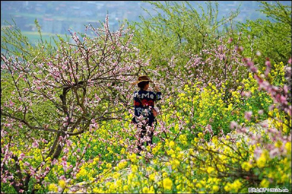 【春天,广西桂林灌阳县向您发出邀请!】望月岭上桃花开 - 游山玩水 - 辽阳生活社区 - 辽阳28生活网 liaoyang.28life.com