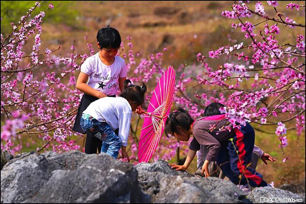 【春天,广西桂林灌阳县向您发出邀请!】望月岭上桃花开 - 游山玩水 - 辽阳生活社区 - 辽阳28生活网 liaoyang.28life.com