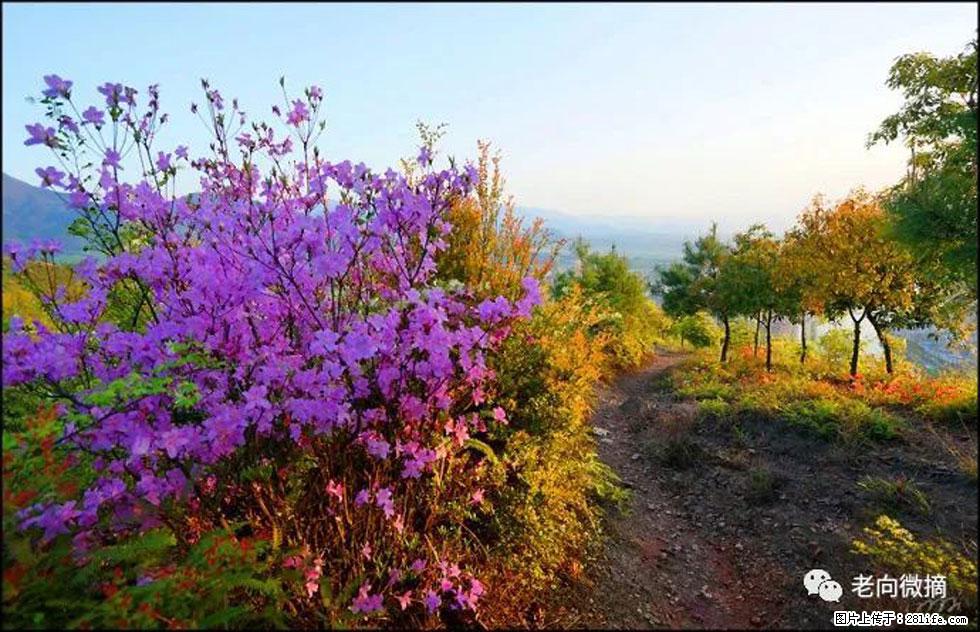 【春天,广西桂林灌阳县向您发出邀请!】登麒麟山,相约映山红 - 游山玩水 - 辽阳生活社区 - 辽阳28生活网 liaoyang.28life.com