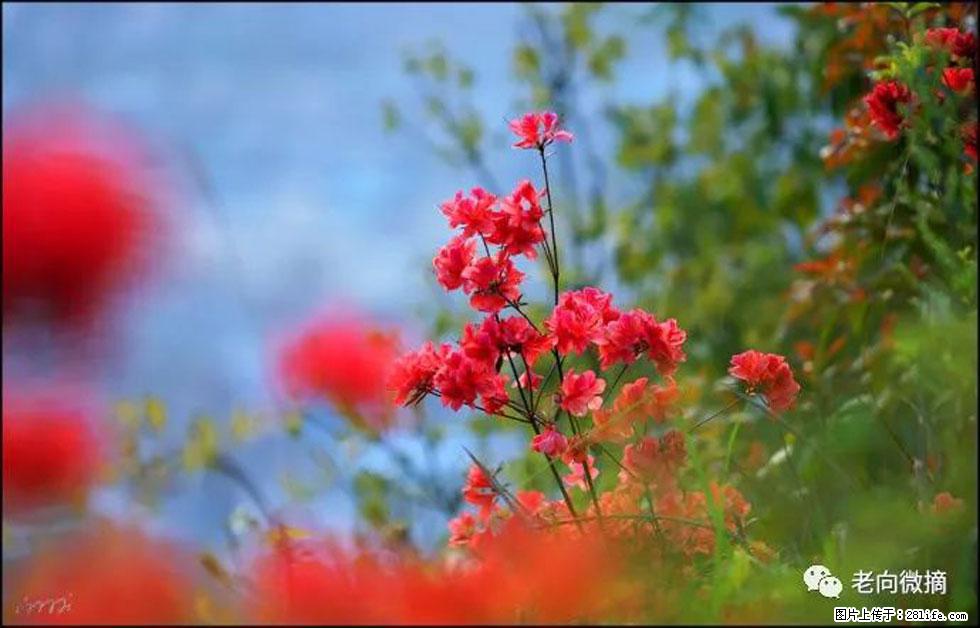 【春天,广西桂林灌阳县向您发出邀请!】登麒麟山,相约映山红 - 游山玩水 - 辽阳生活社区 - 辽阳28生活网 liaoyang.28life.com