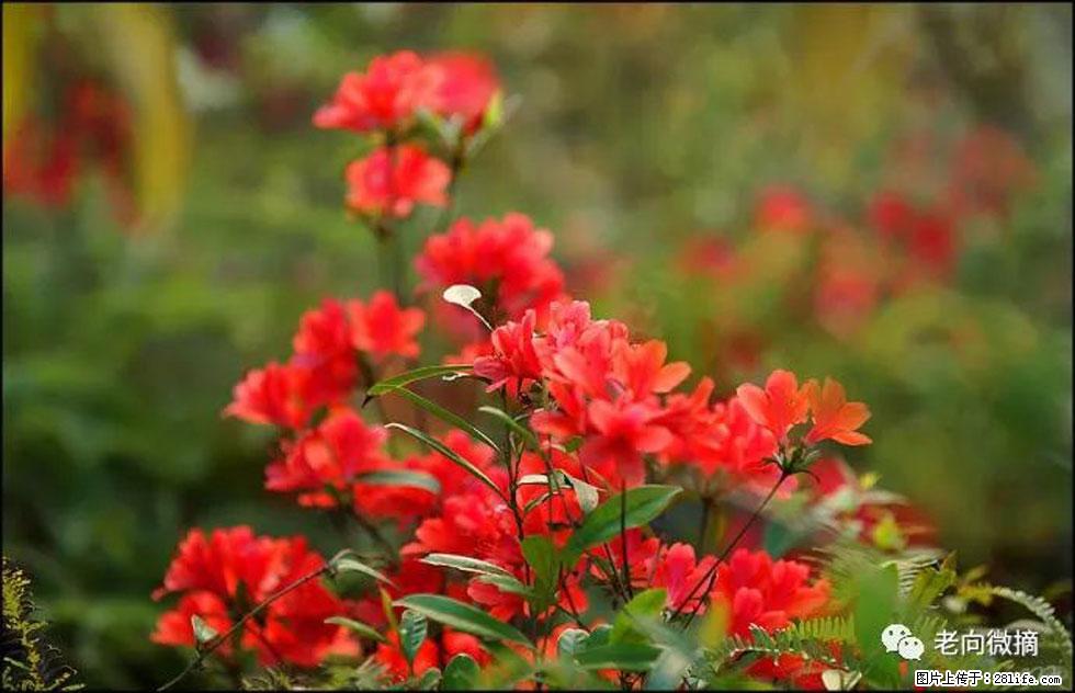 【春天,广西桂林灌阳县向您发出邀请!】登麒麟山,相约映山红 - 游山玩水 - 辽阳生活社区 - 辽阳28生活网 liaoyang.28life.com